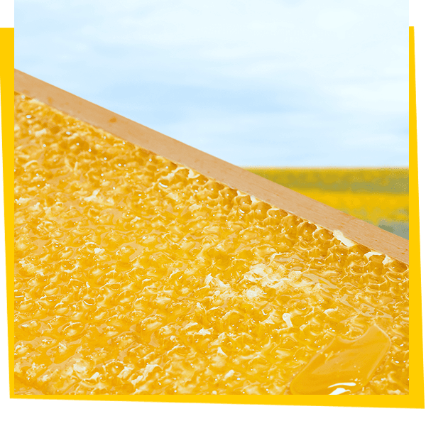 three-column-honeycomb-square